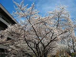 国会図書館の桜
