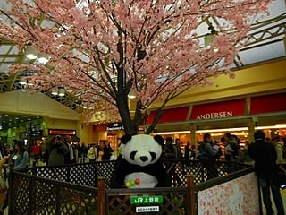 上野駅の桜＆パンダ